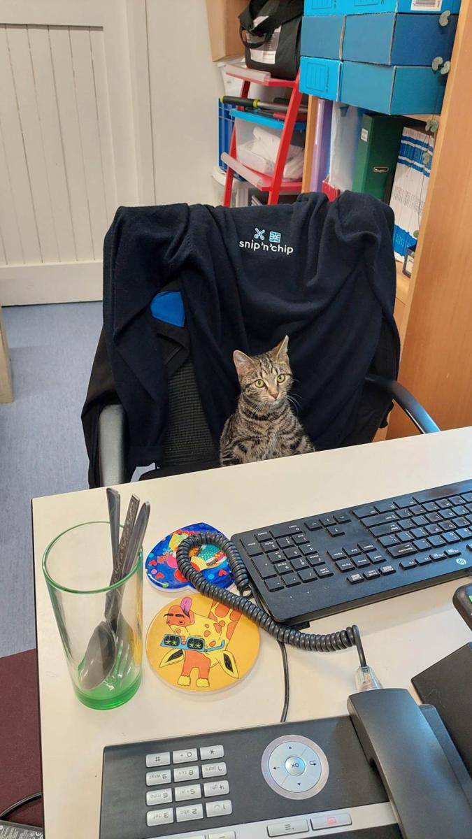 potret gemas kucing jadi manajer (reddit.com/user/brithefry)