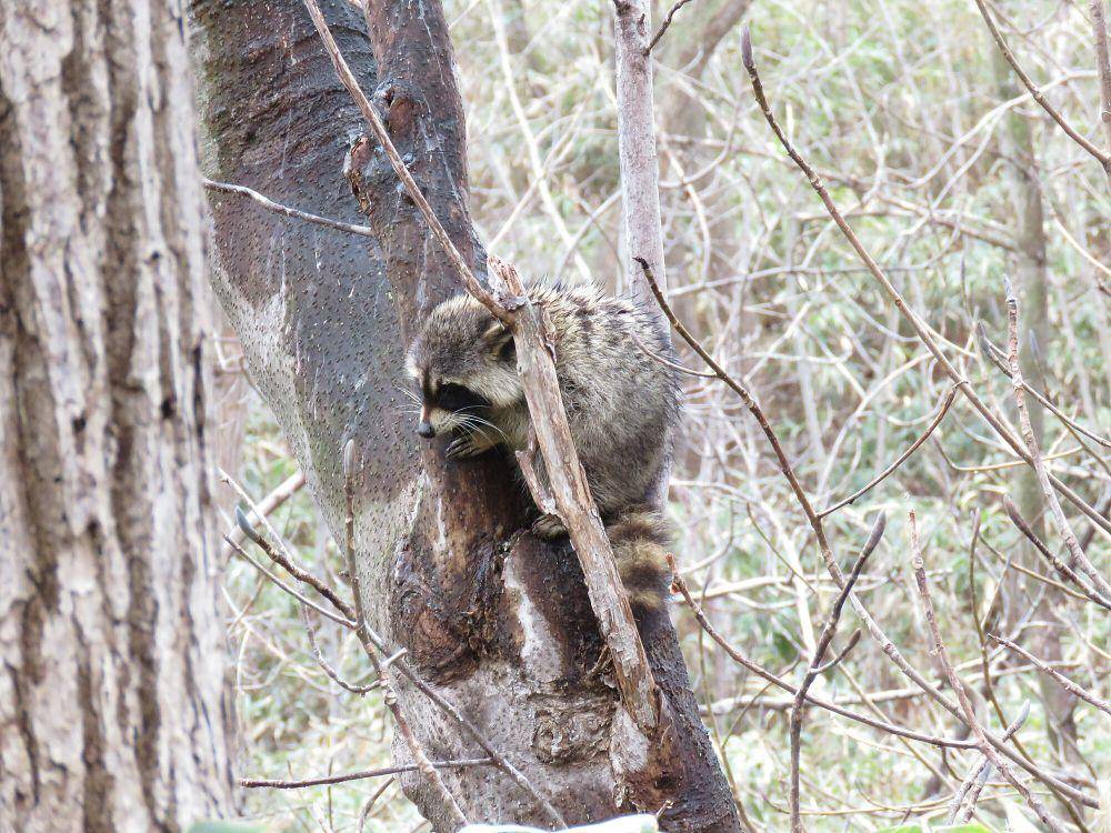 Anjing rakun (commons.m.wikimedia.org/Calistemon)