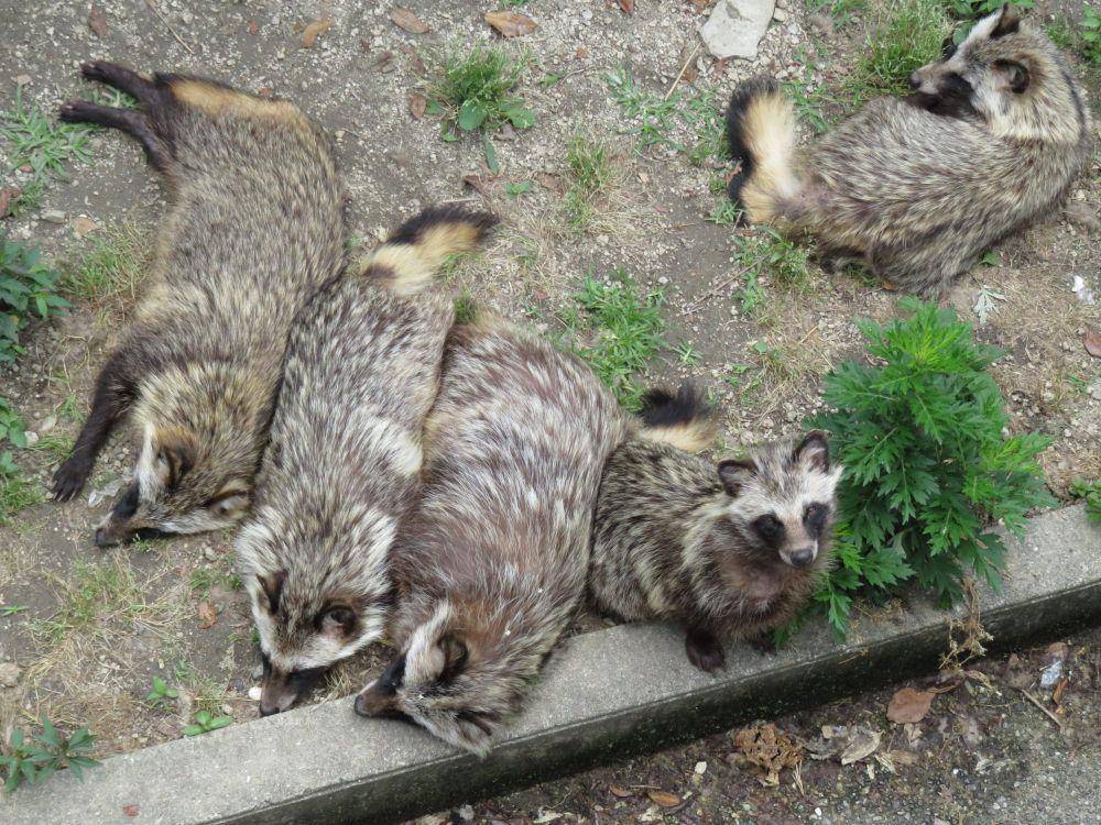 Anjing rakun (commons.m.wikimedia.org/A machun)