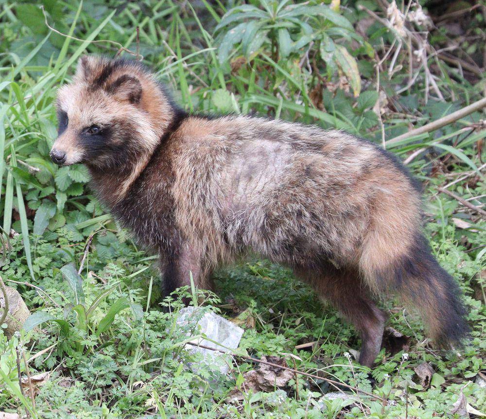 Anjing rakun (commons.m.wikimedia.org/Alpsdake)