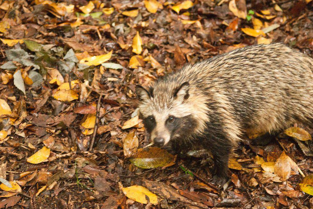 Anjing rakun (commons.m.wikimedia.org/Chris Hamby)