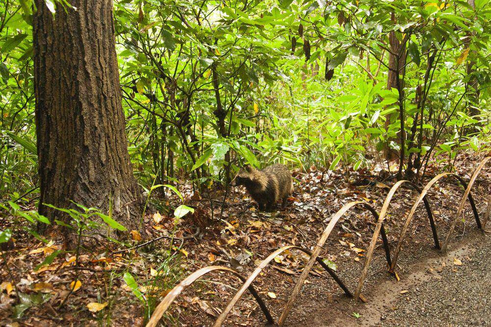 Anjing rakun (commons.m.wikimedia.org/Chris Hamby)