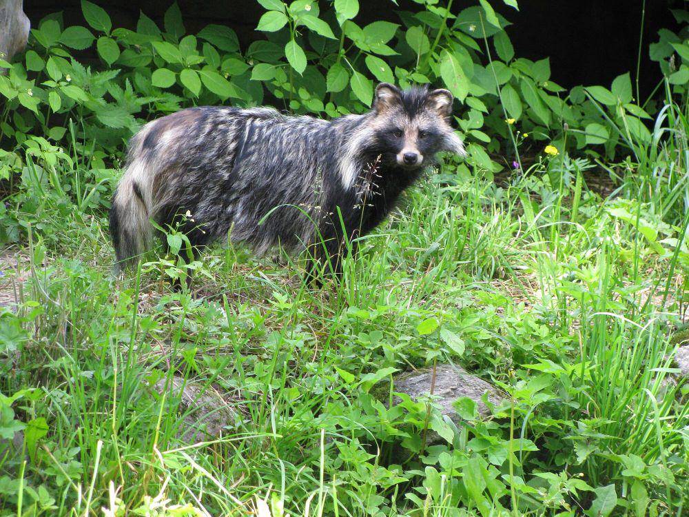 Anjing rakun (commons.m.wikimedia.org/Karlakas)
