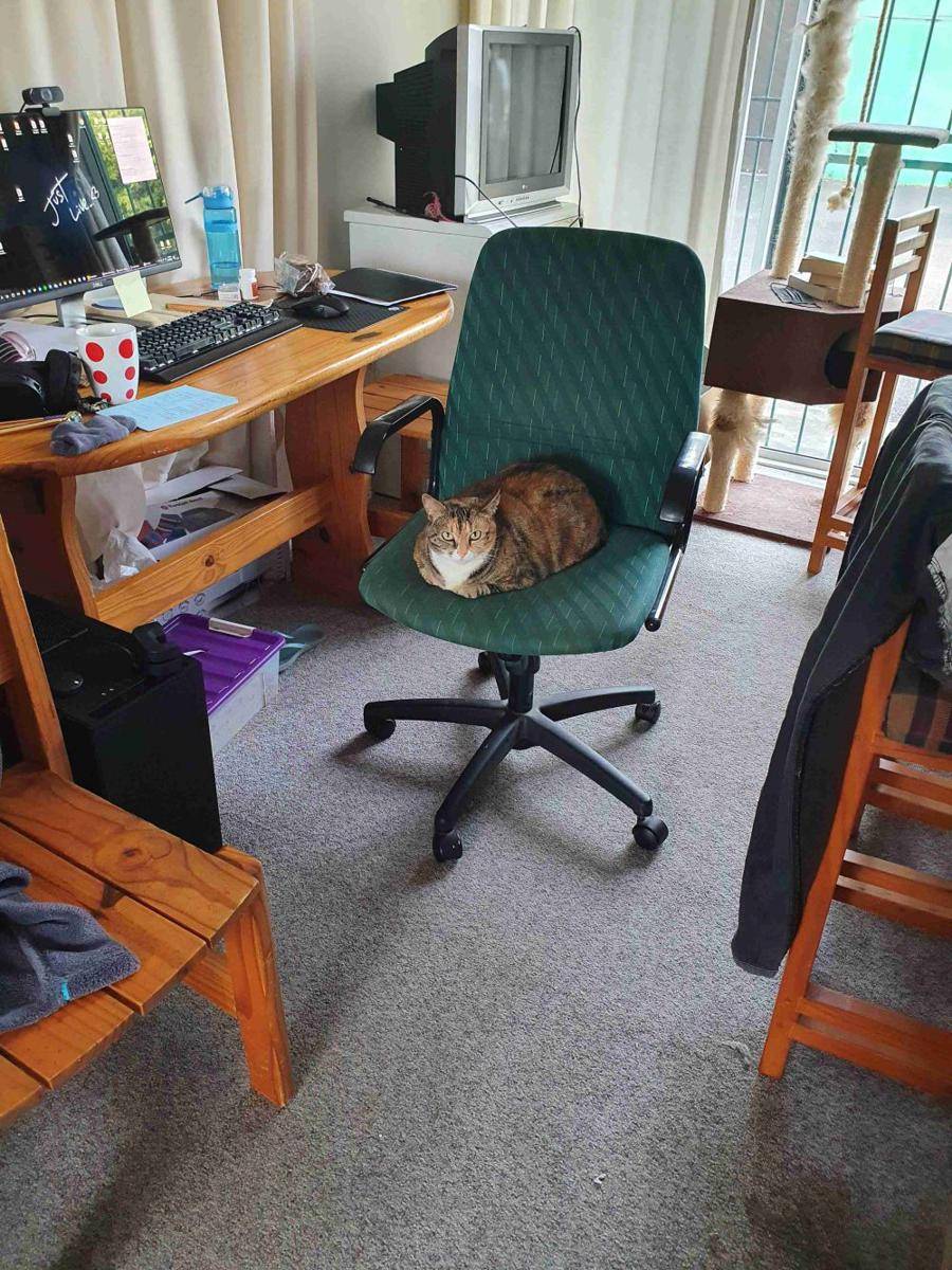 potret gemas kucing jadi manajer (reddit.com/user/TranqCat)