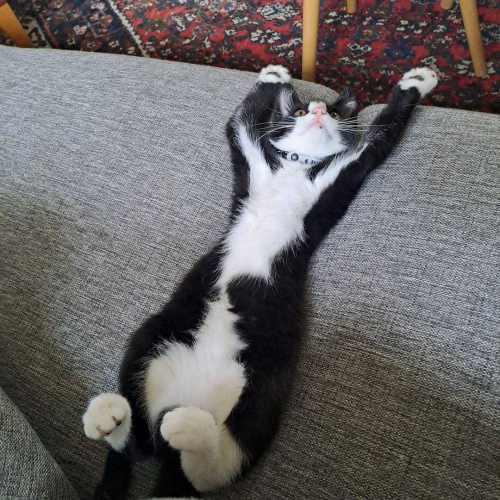 Potret kucing terlentang (reddit.com/user/Past_Hippo_8522)