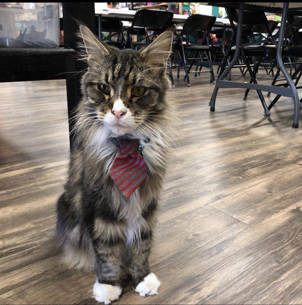 potret gemas kucing jadi manajer (reddit.com/user/My-Name-Is-Not-Nick)