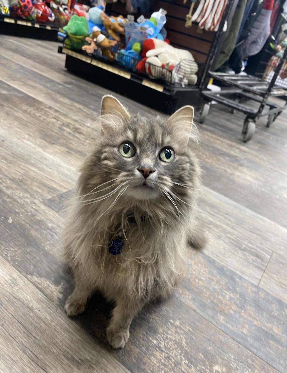 potret gemas kucing jadi manajer (reddit.com/user/DaDerpDeeDerp)