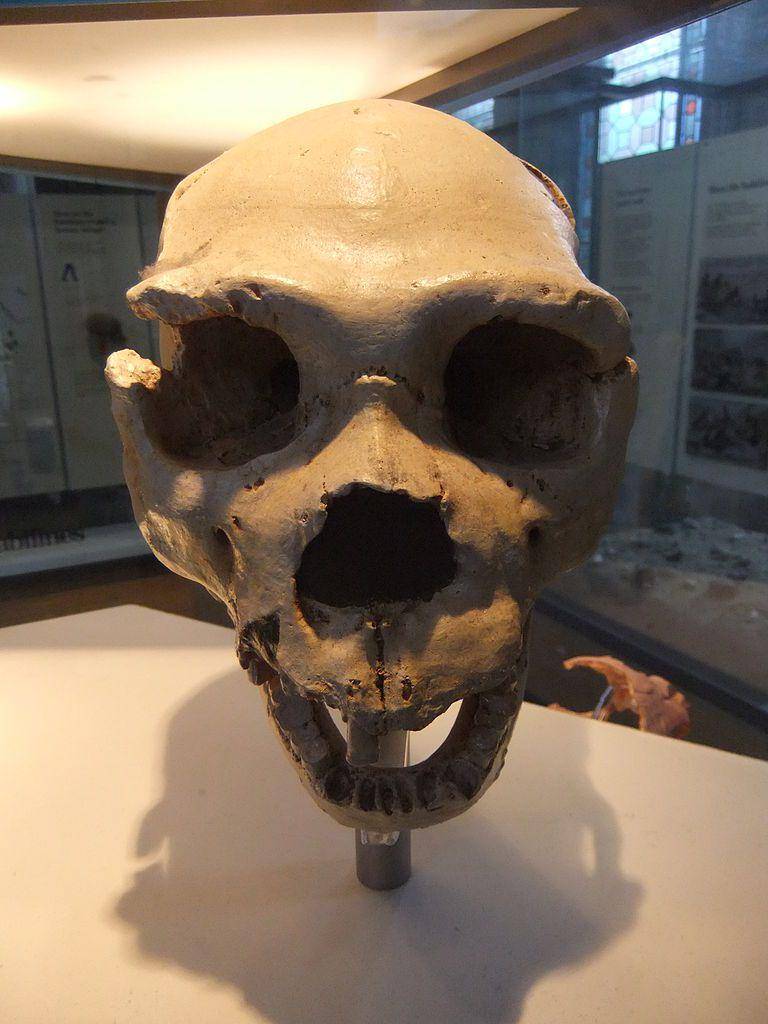 fosil tengkorak Homo heidelbergensis (commons.wikimedia.org/Green Lane)
