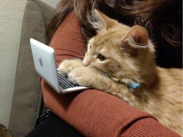 potret gemas kucing jadi manajer (reddit.com/user/Truposzyk)