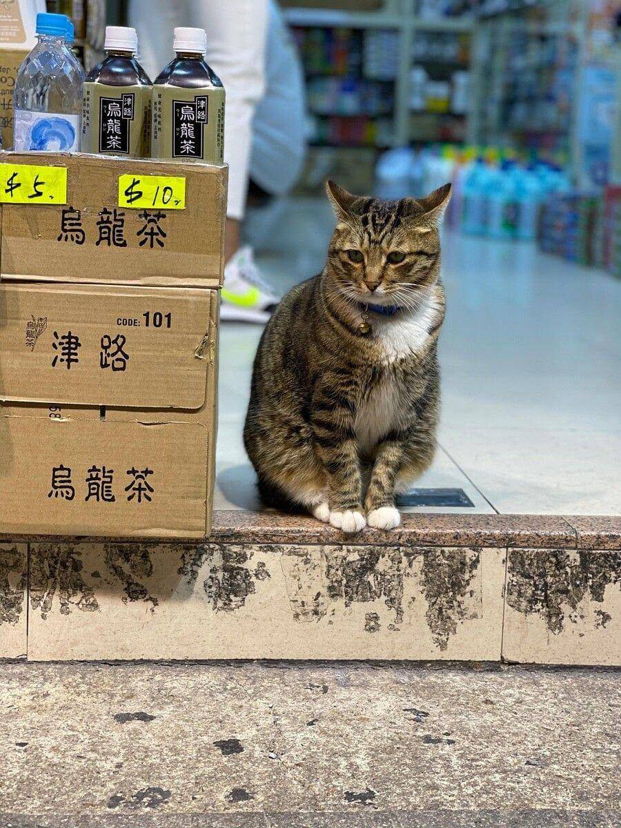 potret gemas kucing jadi manajer (reddit.com/user/lupask)