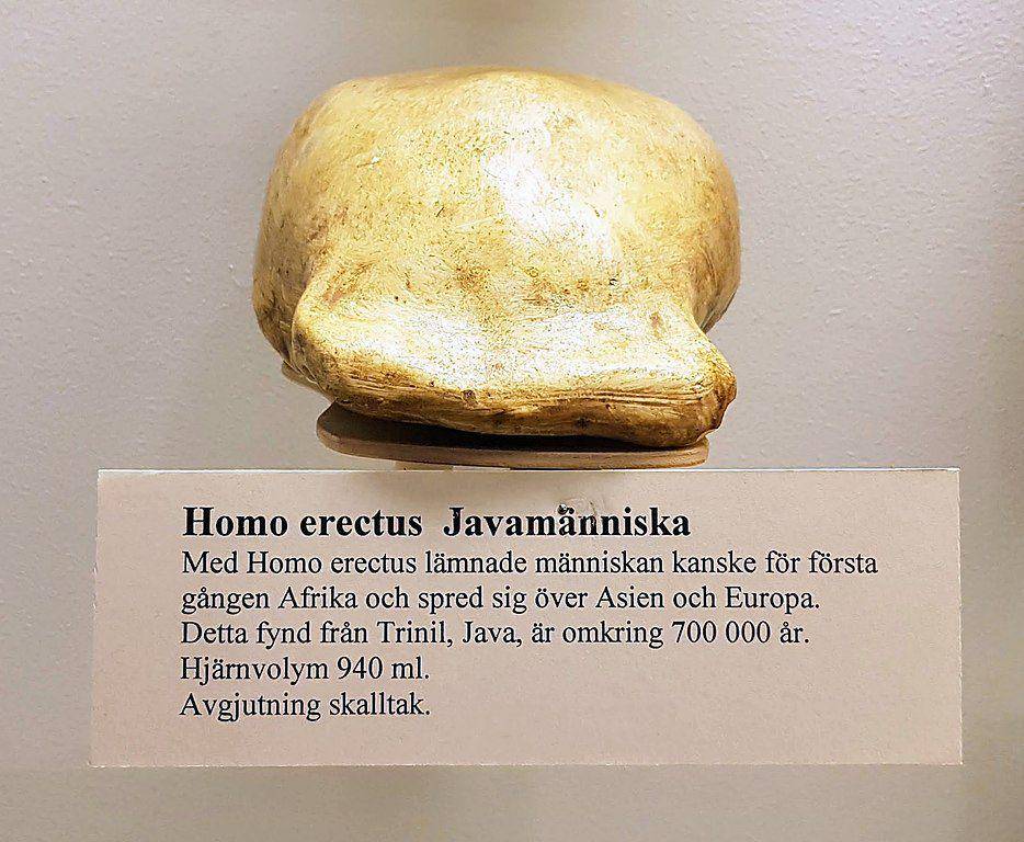 fosil tengkorak Java Man (/commons.wikimedia.org/Netha Hussain)