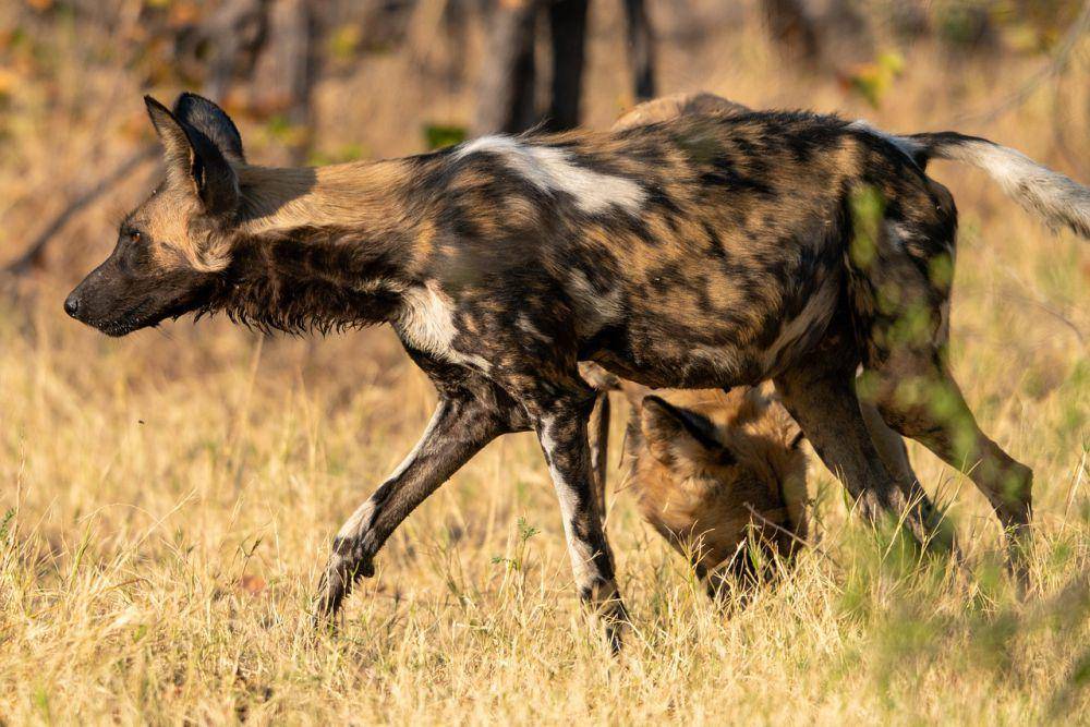 Anjing liar afrika (pixabay.com/Helge Wengenroth)
