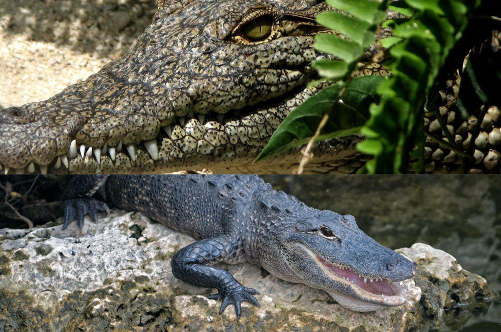 5 Perbedaan Buaya dan Aligator Serupa Tapi Tak Sama, Tahu Bedanya?