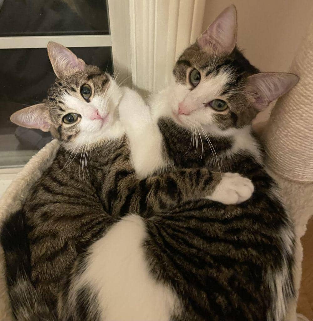 Ilustrasi kucing bertengkar (reddit.com/user/Careless-Cherry5169)