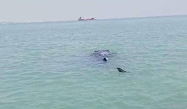 Seekor hiu tutul muncul di perairan laut Utara Kabupaten Lamongan. Dok Istimewa