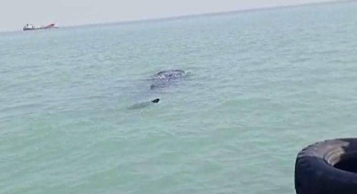 Seekor hiu tutul muncul di perairan laut Utara Kabupaten Lamongan. Dok Istimewa