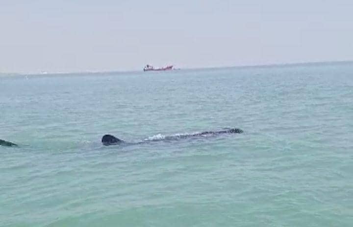 Seekor hiu tutul muncul di perairan laut Utara Kabupaten Lamongan. Dok Istimewa