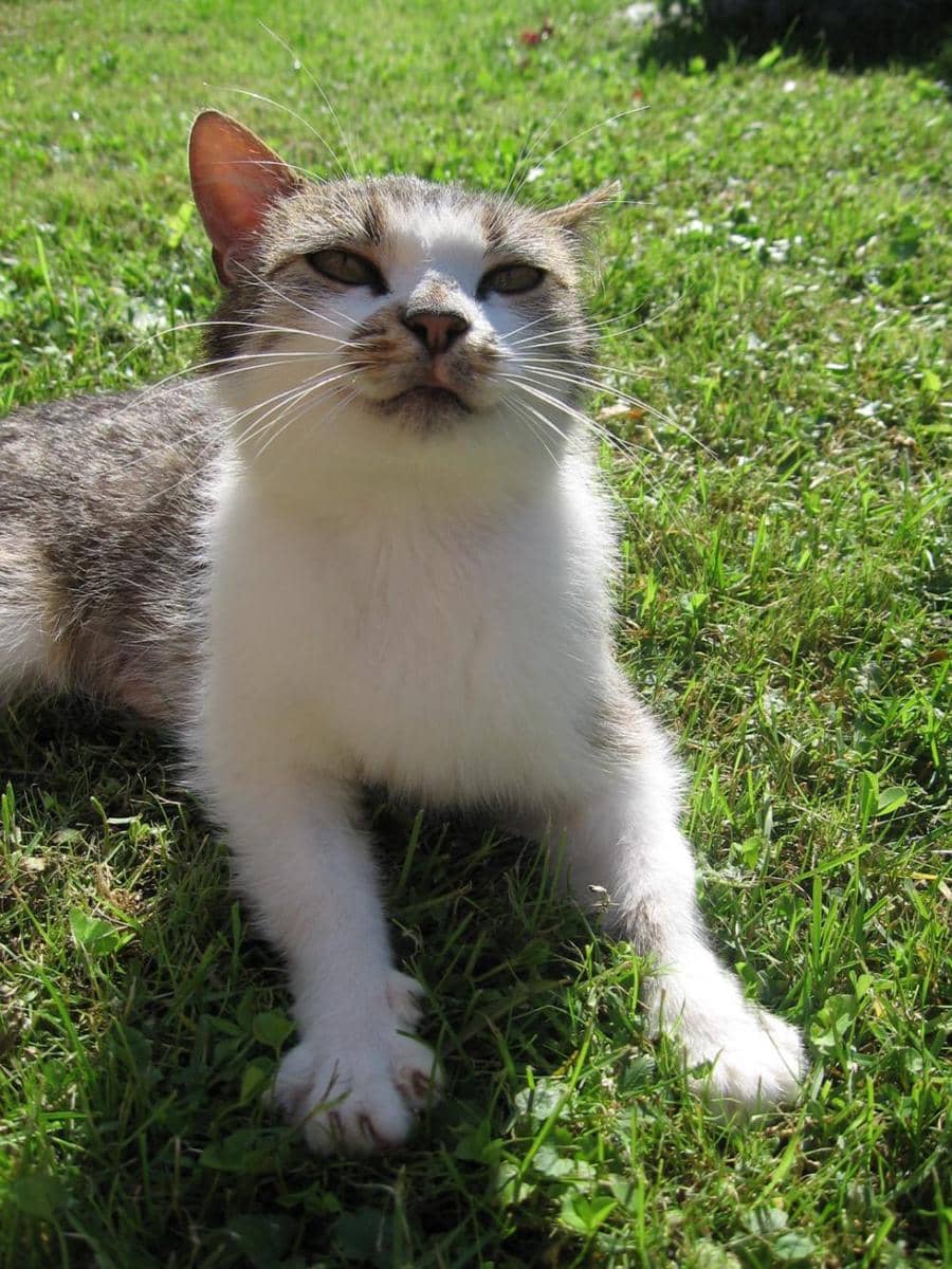 Potret kucing menghadap ke atas (reddit.com/user/Vixen_Lisek)