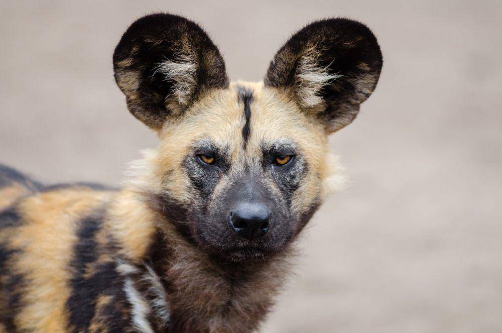 Anjing liar afrika (pixabay.com/FotoshopTofs)