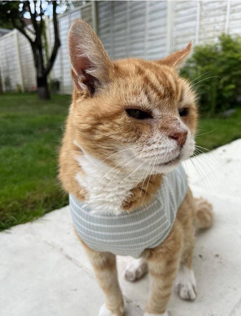 Potret kucing seragam (reddit.com/user/SuperAthena1)