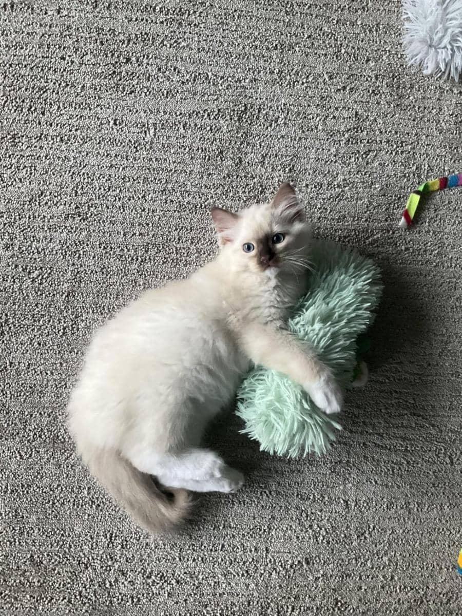 Ilustrasi kucing olahraga di rumah (reddit.com/user/emybug265)