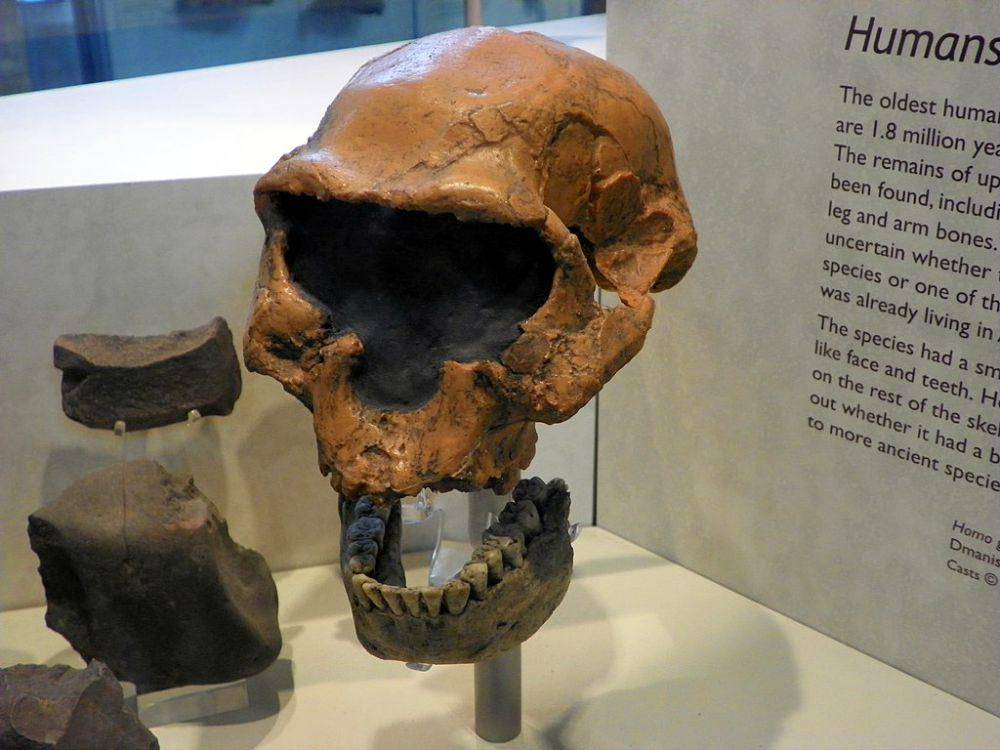fosil tengkorak Dmanisi man (commons.wikimedia.org/Magnus Manske)