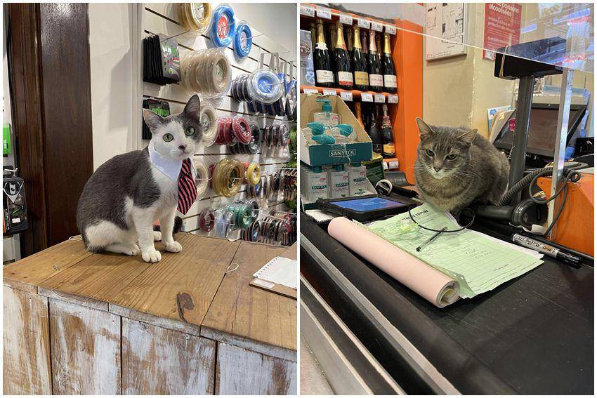 kolase potret gemas kucing jadi manajer (reddit.com/user/cobayito345 | reddit.com/user/callandiajelly)