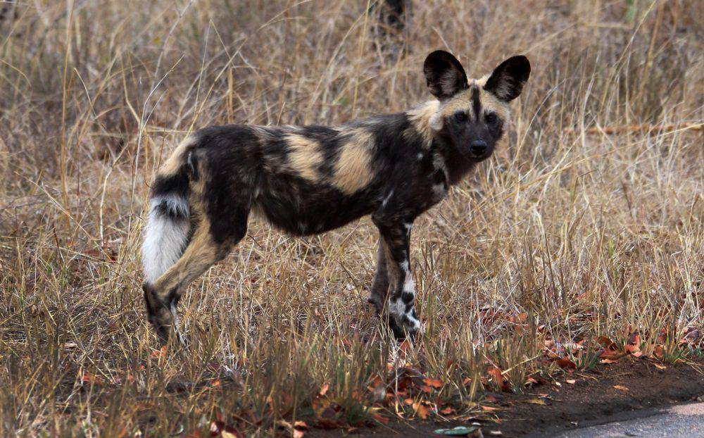Anjing liar afrika (pexels.com/Jolene Boshoff)