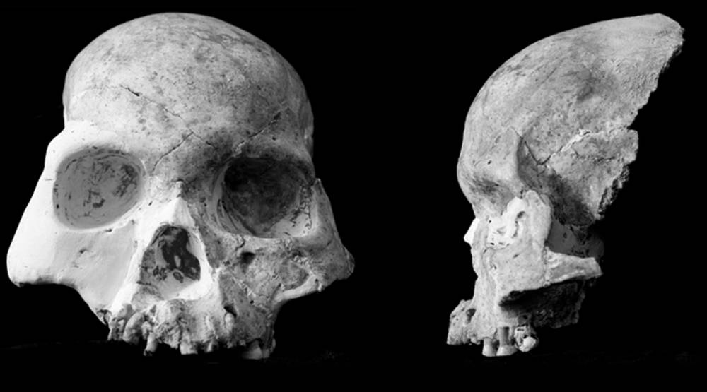 fosil tengkorak red deer cave people dari gua Longlin (commons.wikimedia.org/Animalparty)