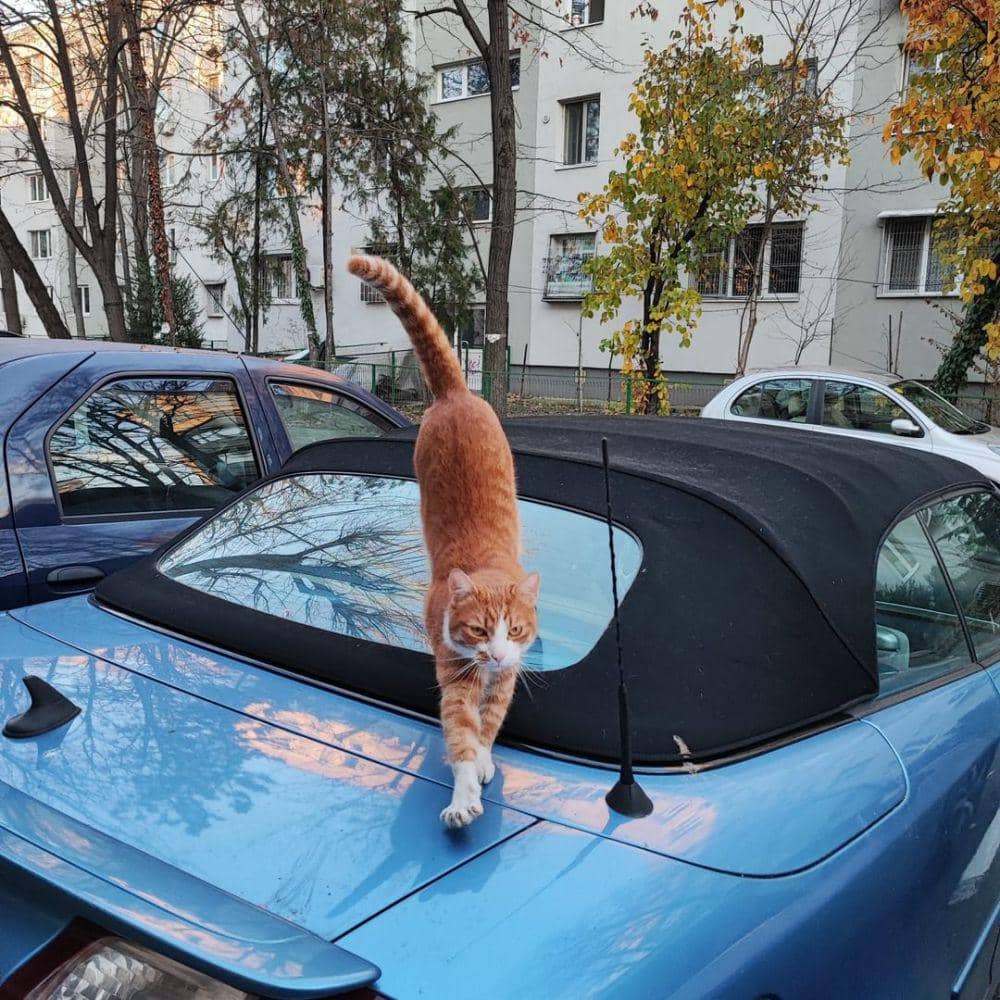 Ilustrasi hewan (reddit.com/user/r/notmycat/Wombatrun)