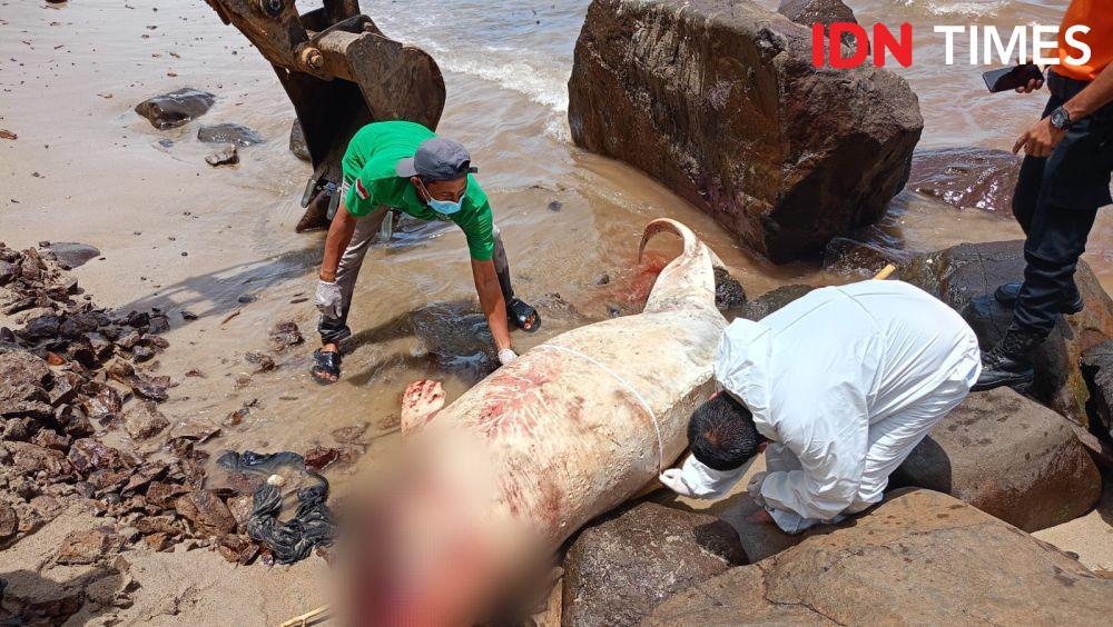 Ikan Duyung Sepanjang 2,4 Meter Ditemukan Mati di Pantai Aceh Jaya