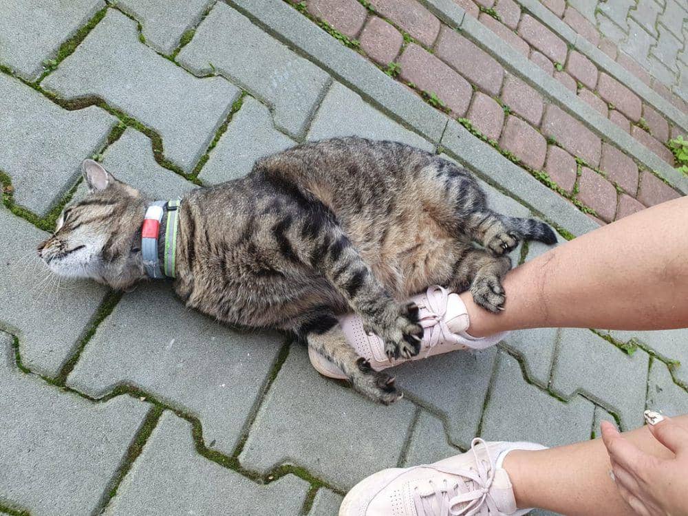 Potret hewan kucing (reddit.com/user/hellosunshine02)