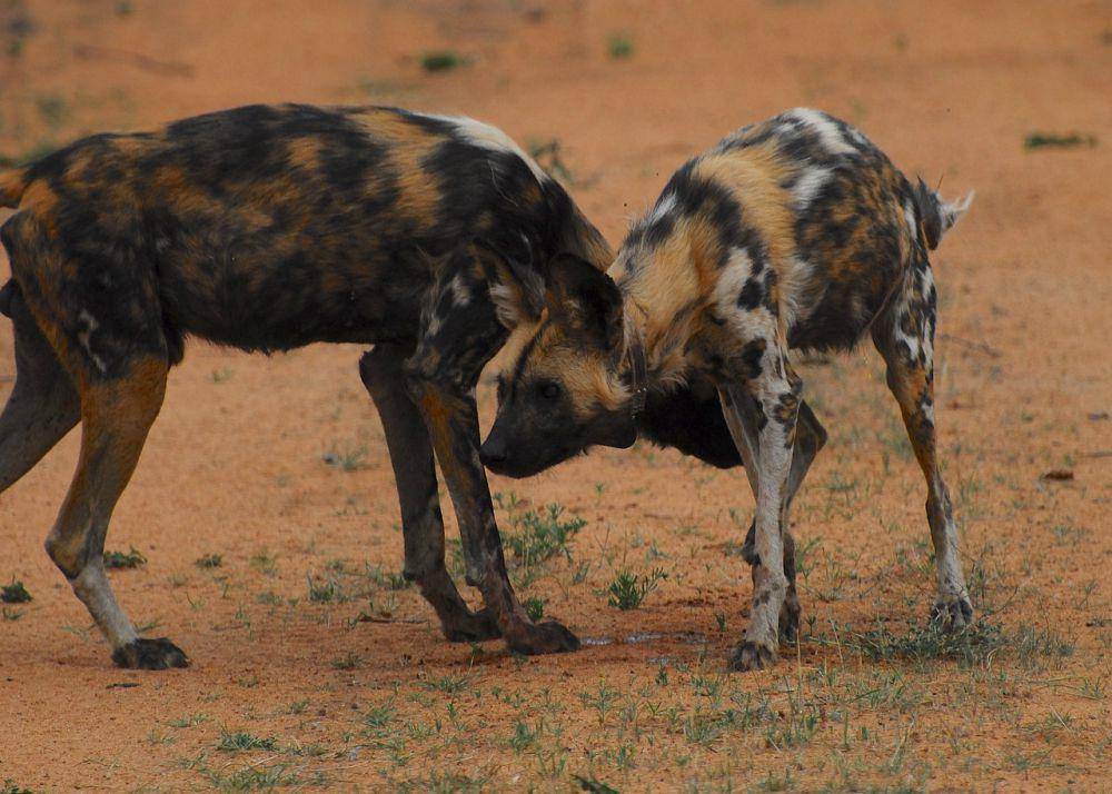 Anjing liar afrika (pixabay.com/Alex Starchan)