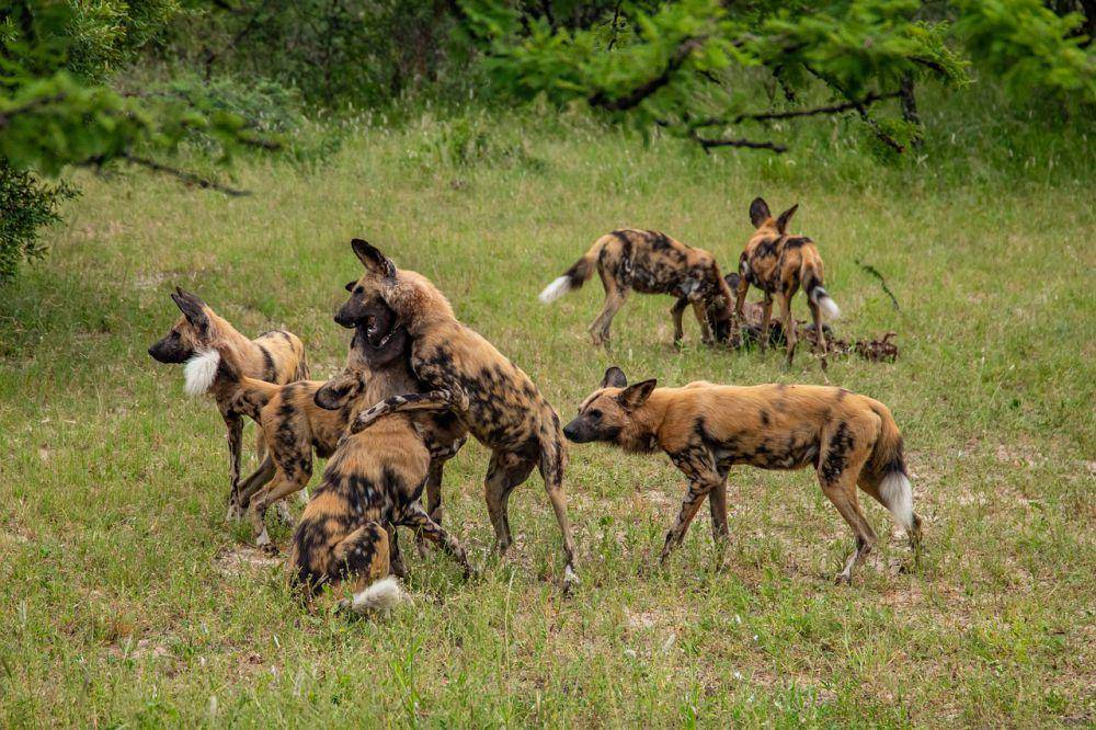 Anjing liar afrika (pixabay.com/Ivan Horvat)