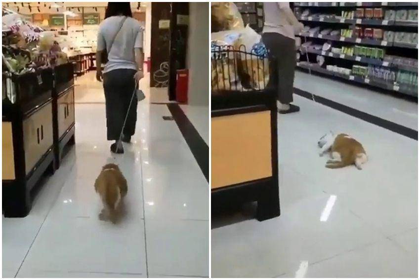 potret kocak kucing pas lagi capek (reddit.com/user/AnimatedSenator)