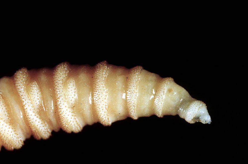 lalat ulat sekrup (commons.wikimedia.org/Entomology, CSIRO)