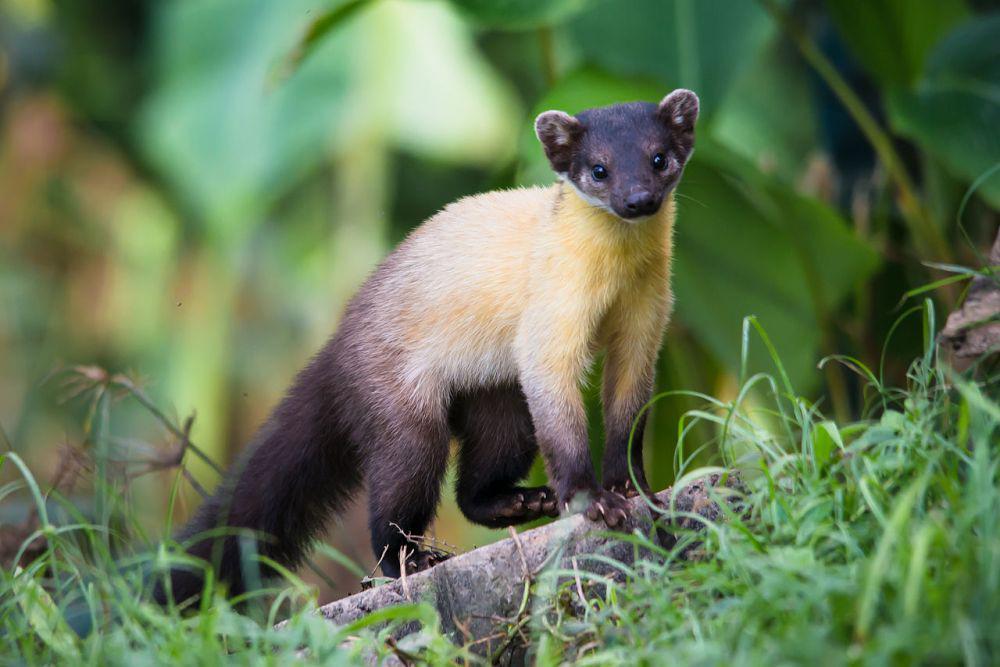 7 Hewan Predator Panda di Alam Liar, Seberapa Ganas?