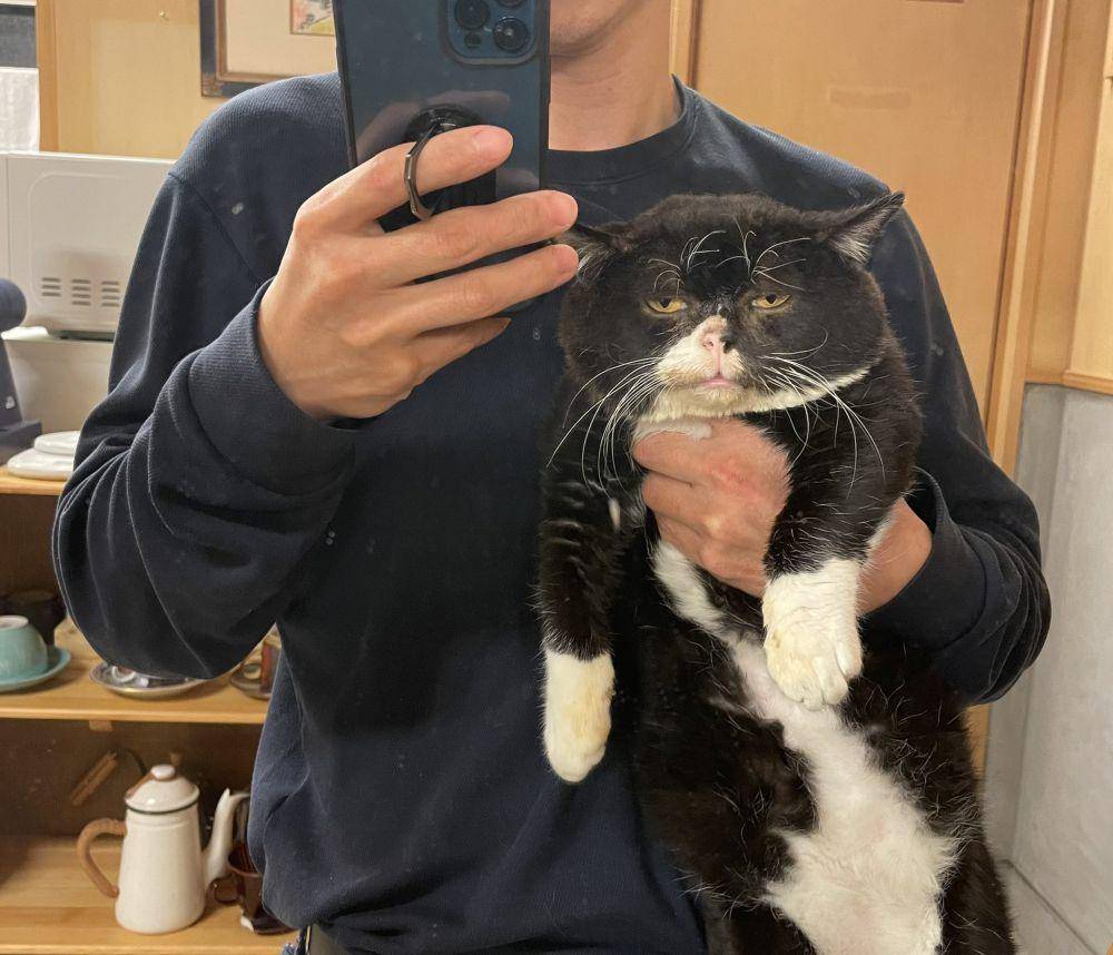 potret kocak kucing pas lagi capek (reddit.com/user/lastalliance69)