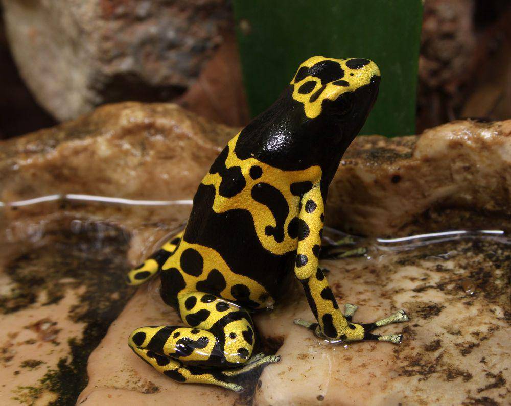 Katak panah beracun (commons.m.wikimedia.org/Holger Krisp)