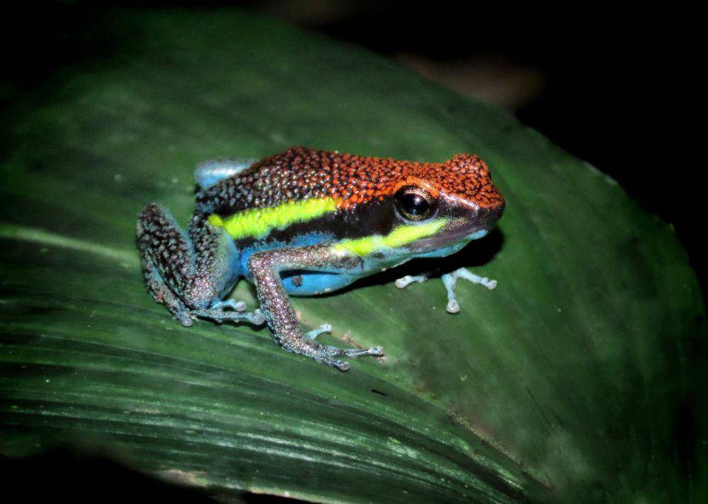 Katak panah beracun (commons.m.wikimedia.org/Kim Holzmann)