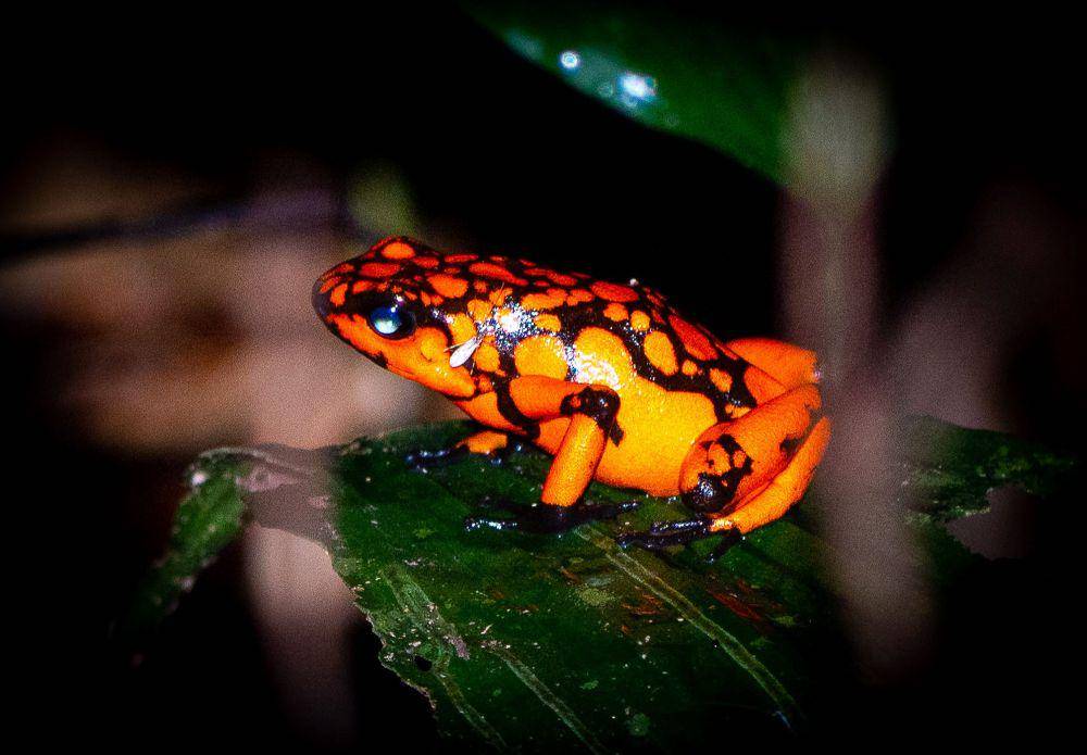 Katak panah beracun (commons.m.wikimedia.org/Mannu1975)