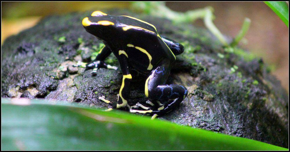 Katak panah beracun (commons.m.wikimedia.org/cuatrok77)