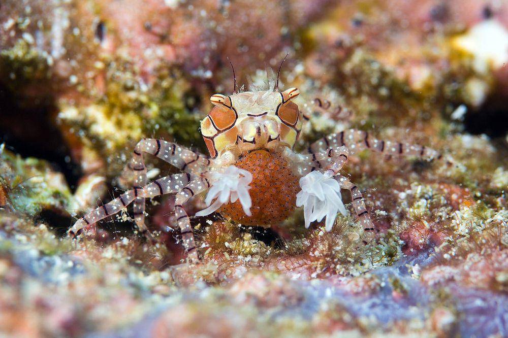 kepiting pompom Lybia tessellata membawa anemon laut (commons.wikimedia.org/prilfish)