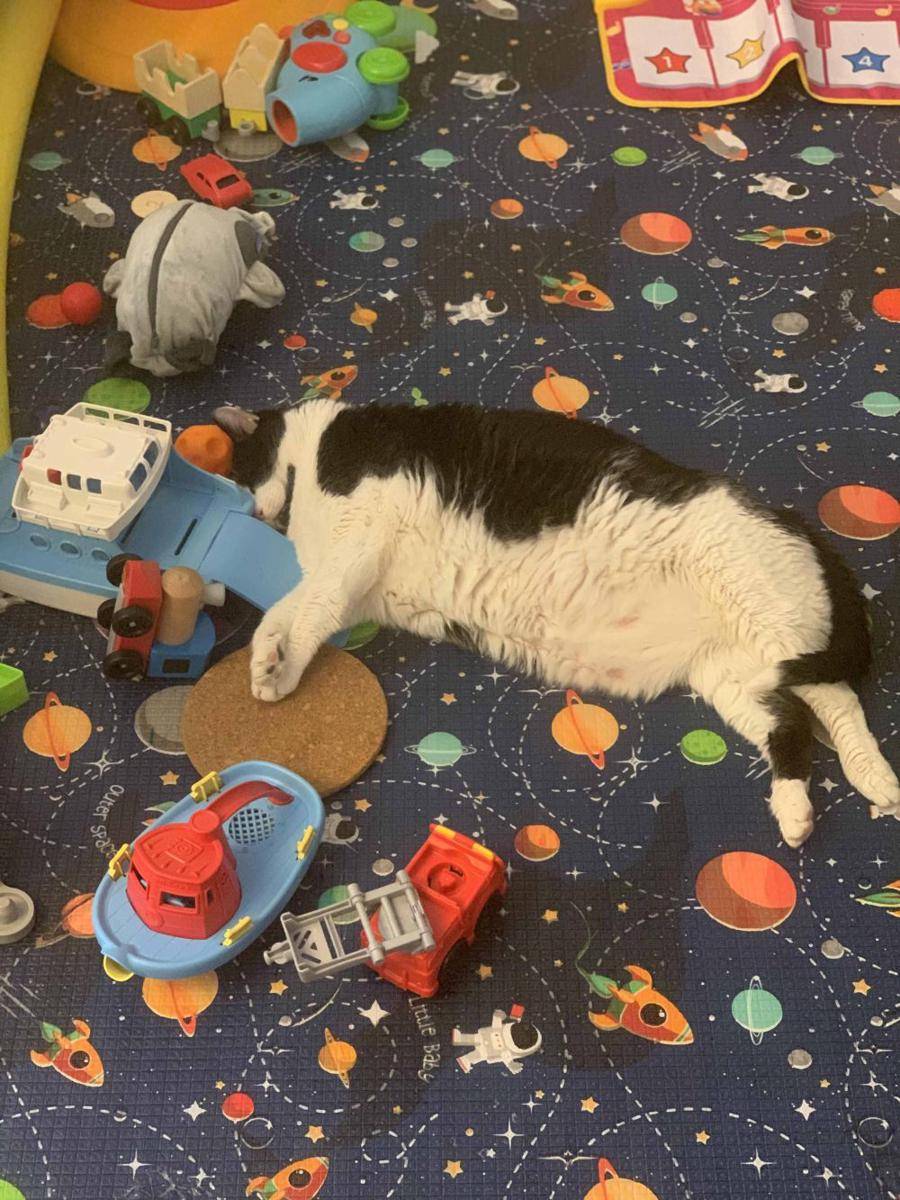 potret kocak kucing pas lagi capek (reddit.com/user/mb83)