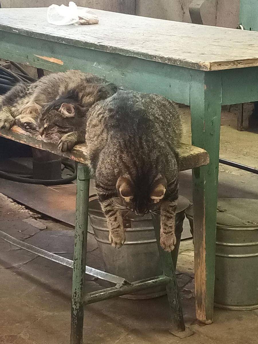 potret kocak kucing pas lagi capek (reddit.com/user/slcpnk)