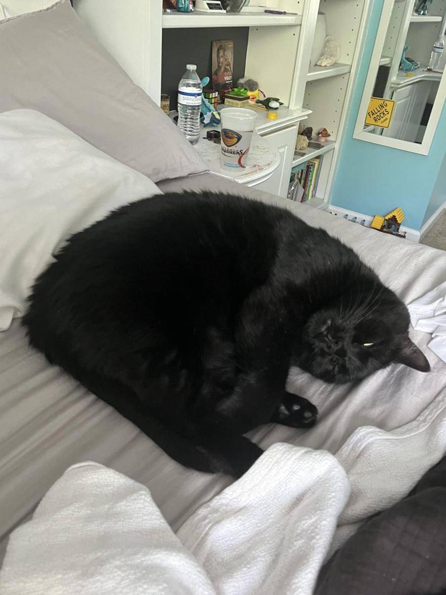 potret kocak kucing pas lagi capek (reddit.com/user/Shostakovich_Salami)