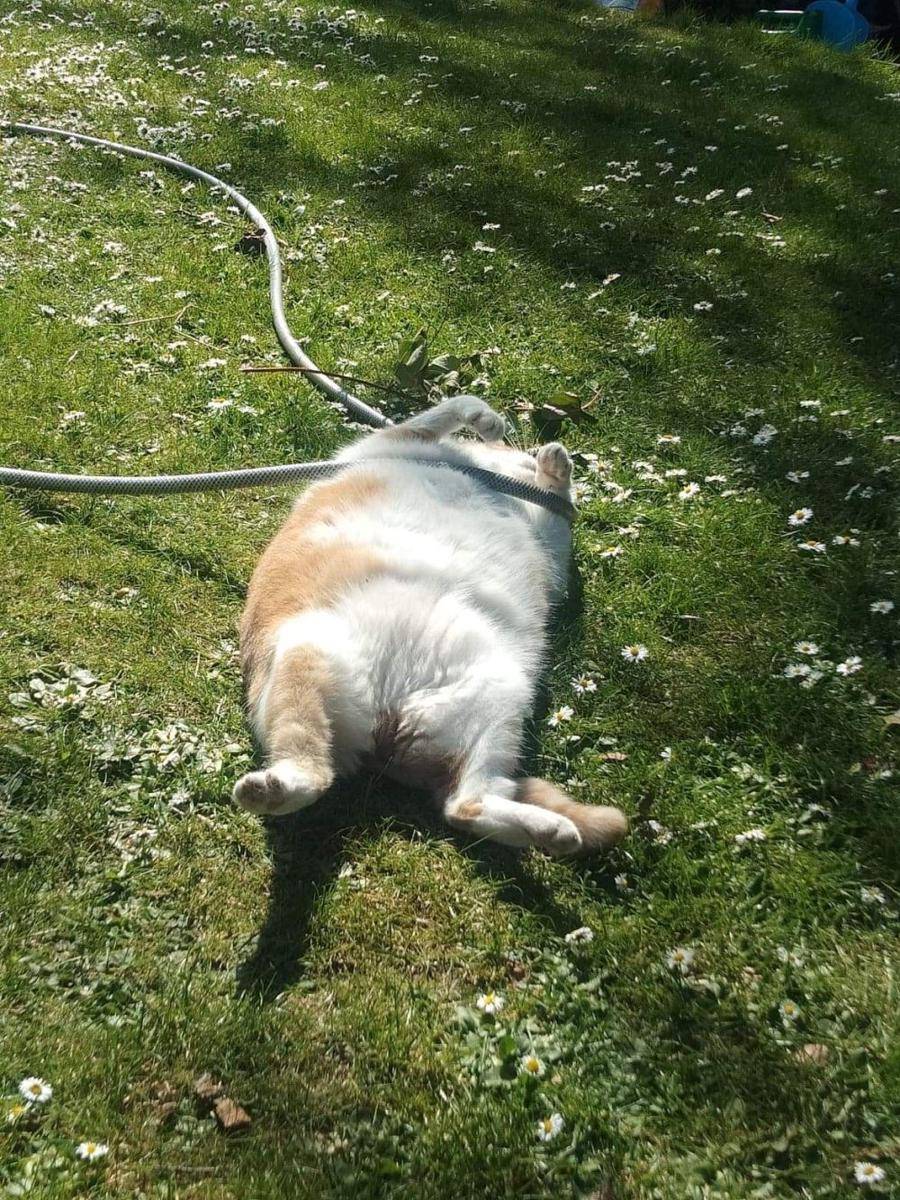 potret kocak kucing pas lagi capek (reddit.com/user/RussianMilitaryBlimp)