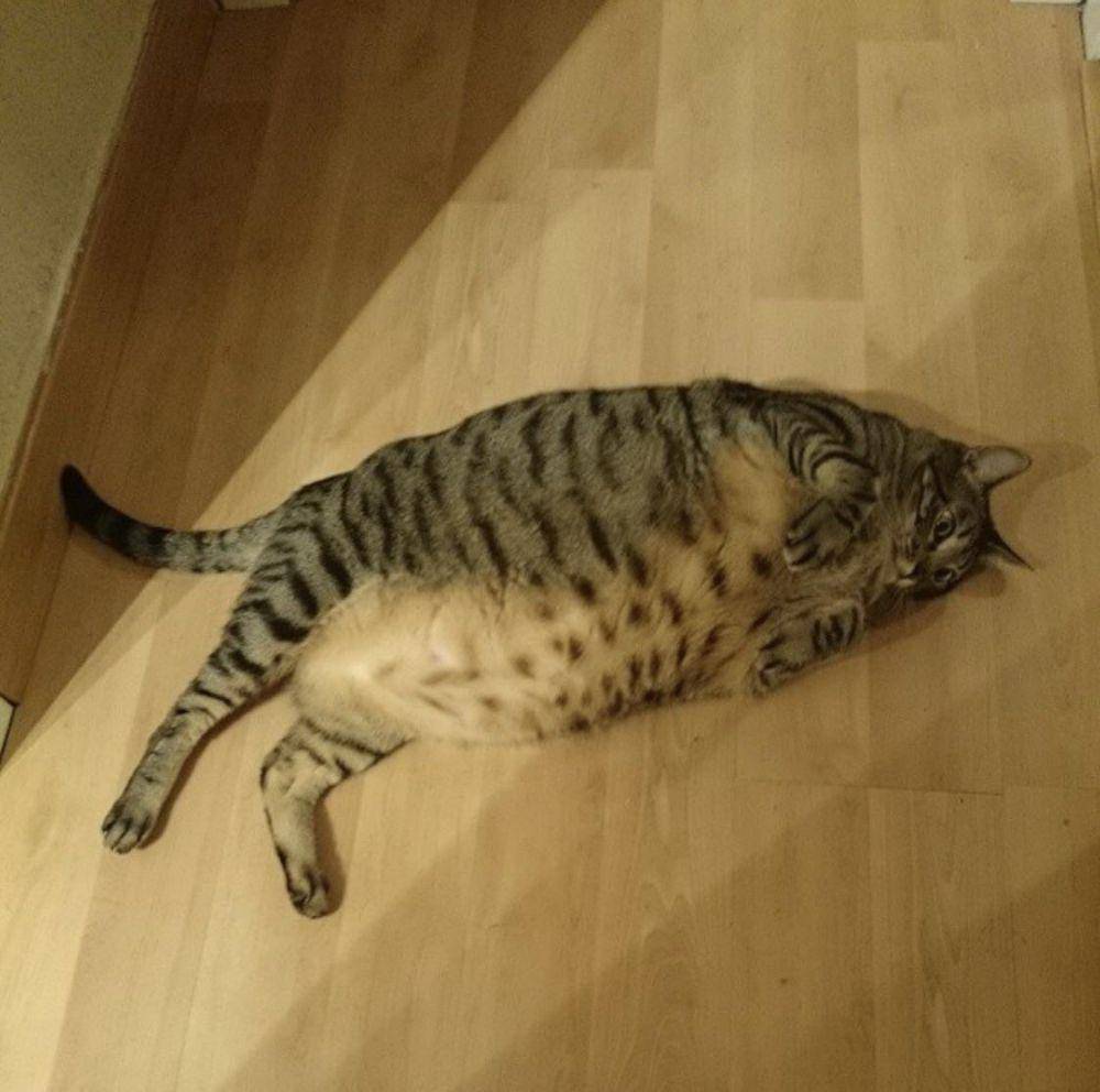 potret kocak kucing pas lagi capek (reddit.com/user/pennyariadne)
