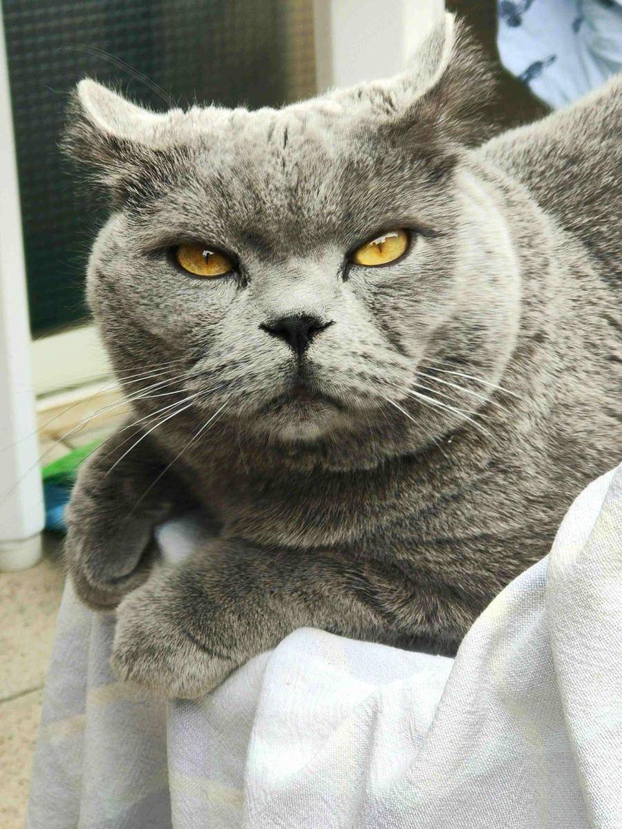 potret kocak kucing pas lagi capek (reddit.com/user/Conscious-Dingo4463)