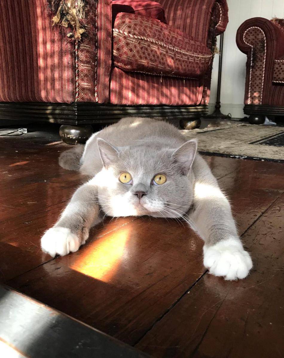 potret kocak kucing pas lagi capek (reddit.com/user/Parrotshake)